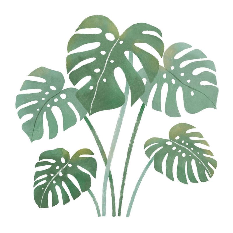 Wandsticker Monstera grün 63x63cm